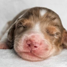 Arborio - Dapple male Dachshund puppy in Winamac, Indiana from WZ Kennels