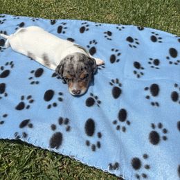 Dachshund Puppies from TLC Dachshund