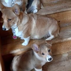 Pembroke Welsh Corgis from Welsh Dragon Pembroke Welsh Corgis