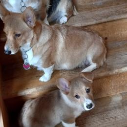 Pembroke Welsh Corgis from Welsh Dragon Pembroke Welsh Corgis