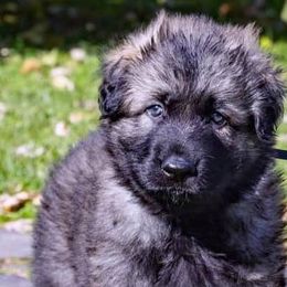 Shiloh Shepherds from Middle Earth Shilohs