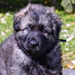 Shiloh Shepherds from Middle Earth Shilohs