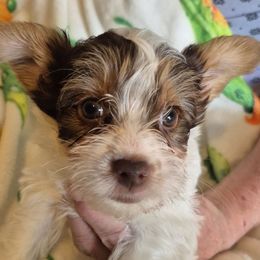 Winston - Chocolate, tan and white male Yorkshire Terrier puppy in Vanderbilt, Michigan from Yorkies of Northern M.I.