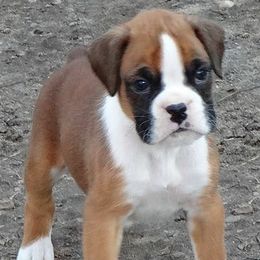 Boxer Puppies from Rummer Run Boxers