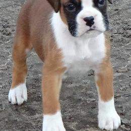 Boxer Puppies from Rummer Run Boxers