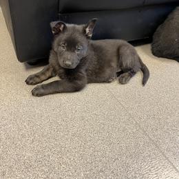 German Shepherd Puppies from Pocono GSD