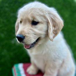 Golden Retriever Puppies from Jackson Farm Kennels