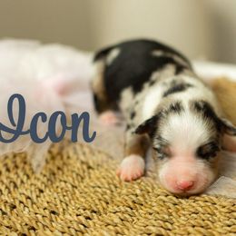 Icon - Blue merle female Miniature Australian Shepherd puppy in Waco, Texas from Blue Rain Aussies