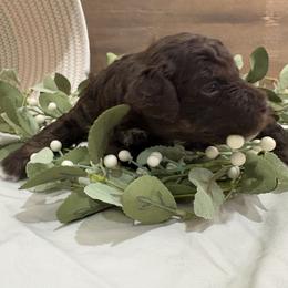 Girl 1 - female Aussiedoodle puppy in Rainbow City, Alabama from Creek Bend Farm