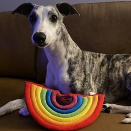 Cooper - Whippet