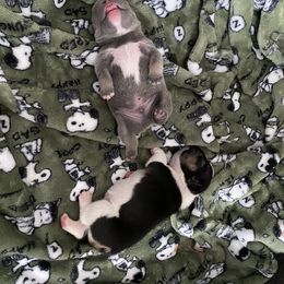 French Bulldog Puppies from Casco Bay Frenchies