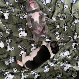 French Bulldog Puppies from Casco Bay Frenchies