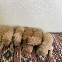 Girl 4 - Golden female Golden Retriever puppy in Hobbs, New Mexico from Goldie Locks Golden Retrievers & Doodles