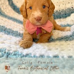 Calla - Cream female Goldendoodle puppy in Atlanta, Georgia from Teddy Puppies
