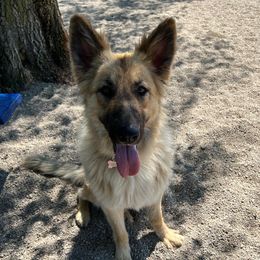 Oakley - German Shepherd