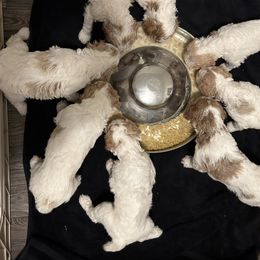 Poodle Puppies from Poodles of New England