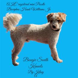 Cavapoo puppies from Bougie South