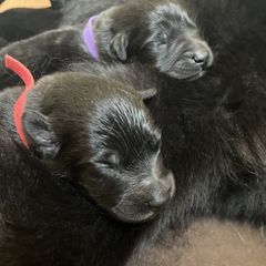 Belgian Sheepdog puppies from Chancery Belgians