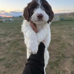 Teal - Liver and white male Springerdoodle puppy in Clifton, Idaho from Little Mountain Springers, Springerdoodles & Poodles