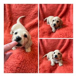 Dachshund Puppies from McJazzin Doxies