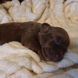 Paprika - Fawn female Dachshund puppy in Hiddenite, North Carolina from Dannie's Doxies