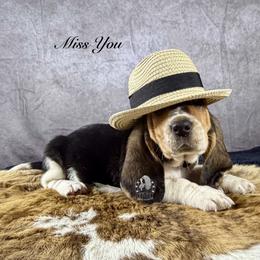Miss you - Black white and brown female Basset Hound puppy in Dingess, West Virginia from Tuckers' Howling Hounds
