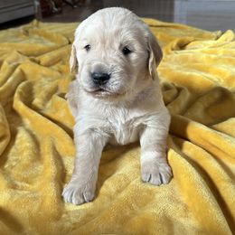 Monty - Light golden Golden Retriever puppy in Columbia, Missouri from Hidden Groves Goldens
