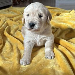 Monty - Light golden Golden Retriever puppy in Columbia, Missouri from Hidden Groves Goldens