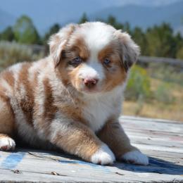 BMM-2 - Red merle male Miniature American Shepherd puppy in Baker City, Oregon from Back Country Aussies