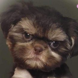 Shih Tzus from DMays Shihtzus