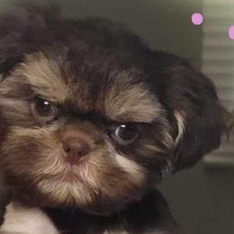Shih Tzus from DMays Shihtzus