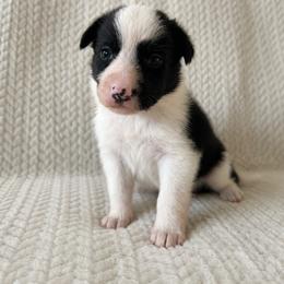 Birdie - Female - Black and white female Border Collie puppy in Avery, Texas from Willa Creek Border Collies