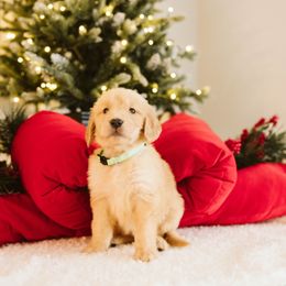 Girl 4 - female Golden Retriever puppy in Sanger, California from SDPREMIERGOLDENS