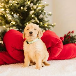 Girl 4 - female Golden Retriever puppy in Sanger, California from SDPREMIERGOLDENS