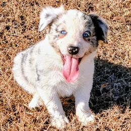Dallas-ABCA - Blue merle male Border Collie puppy in Bixby, Oklahoma from Bond Border Collies