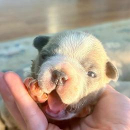 Bagel - Blue fawn male French Bulldog puppy in Opelika, Alabama from Fancy Face Frenchies
