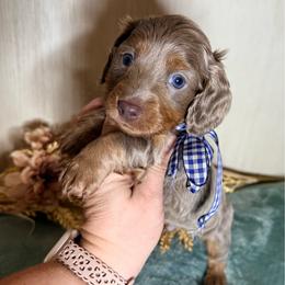 Boy - Fawn (isabella) and tan male Dachshund puppy in Winter Haven, Florida from Davidson's Dachshunds
