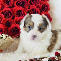 Kiss - Red female Pembroke Welsh Corgi puppy in Muldrow, Oklahoma from Dean’s Rustic Ranch Corgis and Horses