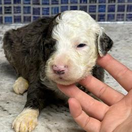 Wells - Blue and white male Sheepadoodle puppy in Chesapeake, Virginia from Doodle-Cove