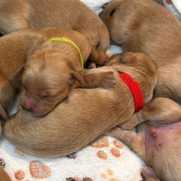 Red - Golden male Golden Retriever puppy in Bonanza, Oregon from Gold 'N Dust Ranch
