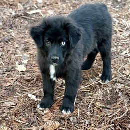 Sedona - Black & white female Miniature Australian Shepherd puppy in Patterson, North Carolina from DreamLine Aussies
