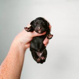 Benedict - Black tri-color male Aussiedoodle puppy in Inman, South Carolina from Dark Corner Doodles