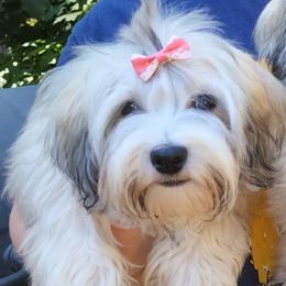 Minerva - Havanese