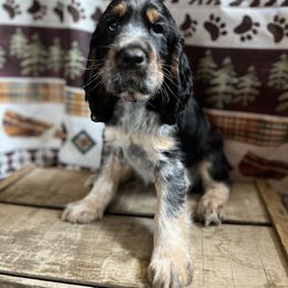 English Springer Spaniel Puppies from Kaveman Springers