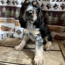 English Springer Spaniel Puppies from Kaveman Springers