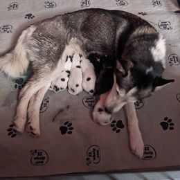 Siberian Husky Puppies from Marsh Creek Huskies