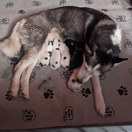 Siberian Husky Puppies from Marsh Creek Huskies