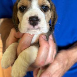 Acorn - Black white and tan male Beagle puppy in Rockwell, North Carolina from Knockhill Beagles