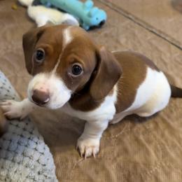 Dachshund Puppies from Cains River Valley Dachshunds
