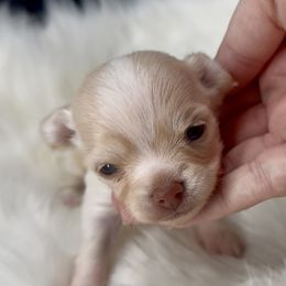 Jolly - Cream and white male Chihuahua puppy in Simpsonville, South Carolina from N&T's Chihuahuas